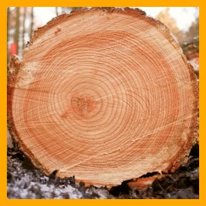 лиственница